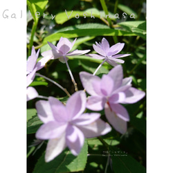 ポストカード３枚セット 可憐 「シチダンカ」 「花のある暮らし」 神戸風景写真  神戸六甲  紫陽花 送料無料 2枚目の画像