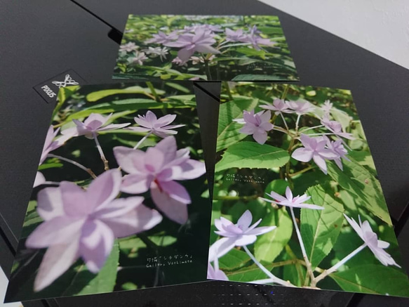 ポストカード３枚セット 可憐 「シチダンカ」 「花のある暮らし」 神戸風景写真  神戸六甲  紫陽花 送料無料 5枚目の画像