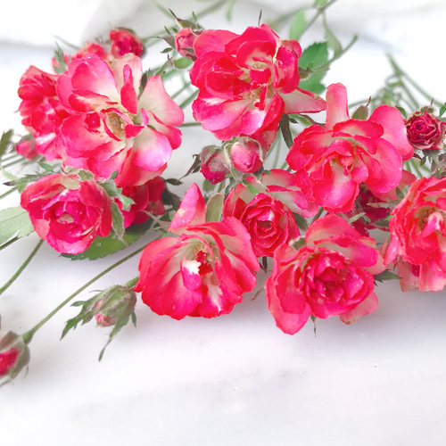 花材】リトルウッズのドライフラワー その他素材 翠花堂（すいかどう