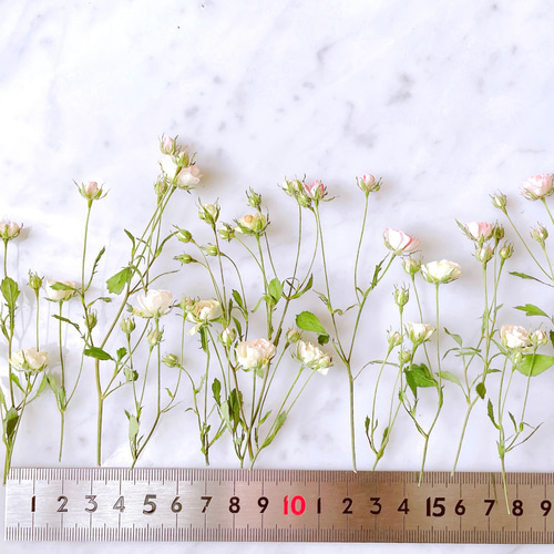 リトルウッズのドライフラワー（ホワイト） その他素材 翠花堂（すいか