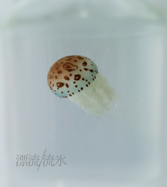 Fake Jellyfish ヒョウガライトヒキクラゲ 4枚目の画像