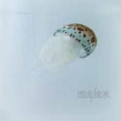 Fake Jellyfish ヒョウガライトヒキクラゲ 5枚目の画像