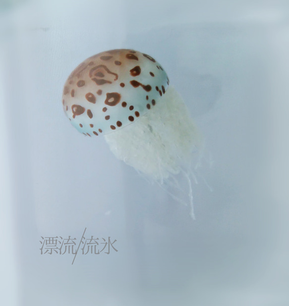 Fake Jellyfish ヒョウガライトヒキクラゲ 6枚目の画像