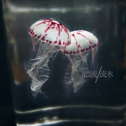 Fake Jellyfish パープルストライプドジェリー 1枚目の画像