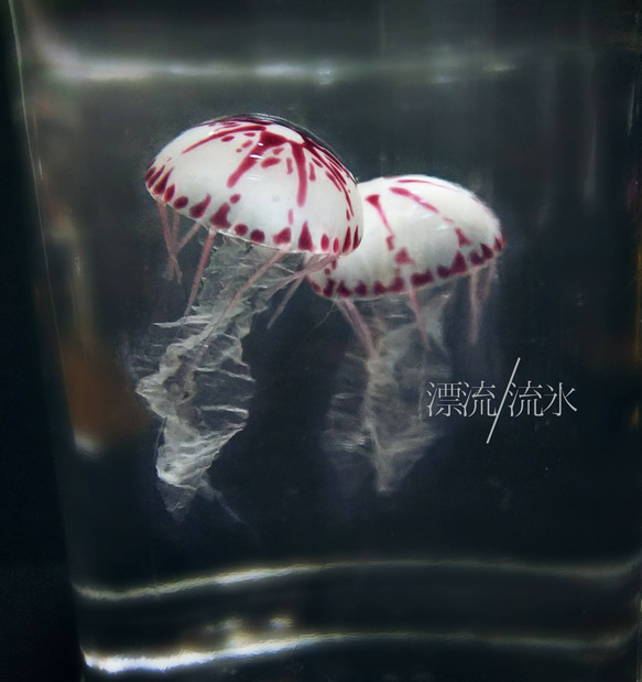Fake Jellyfish パープルストライプドジェリー 1枚目の画像