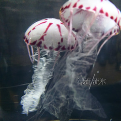 Fake Jellyfish パープルストライプドジェリー 2枚目の画像