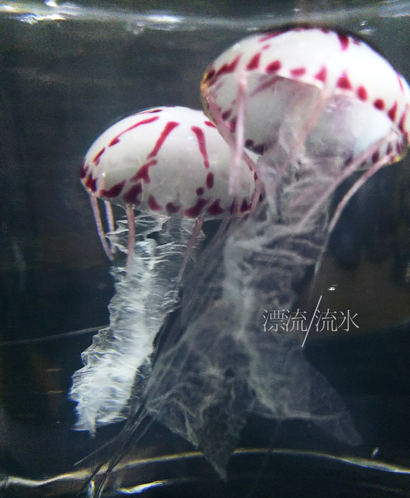 Fake Jellyfish パープルストライプドジェリー 2枚目の画像