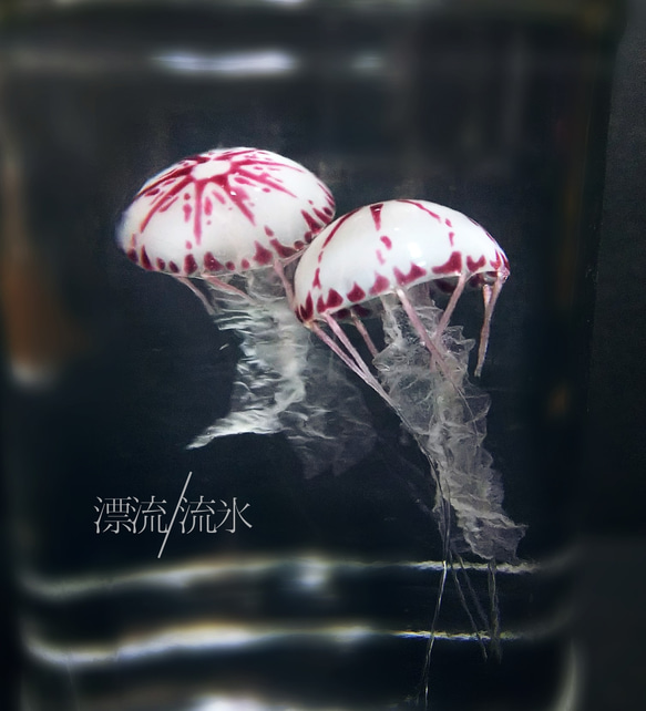 Fake Jellyfish パープルストライプドジェリー 3枚目の画像