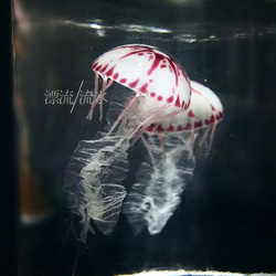 Fake Jellyfish パープルストライプドジェリー 4枚目の画像