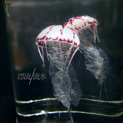 Fake Jellyfish パープルストライプドジェリー 6枚目の画像