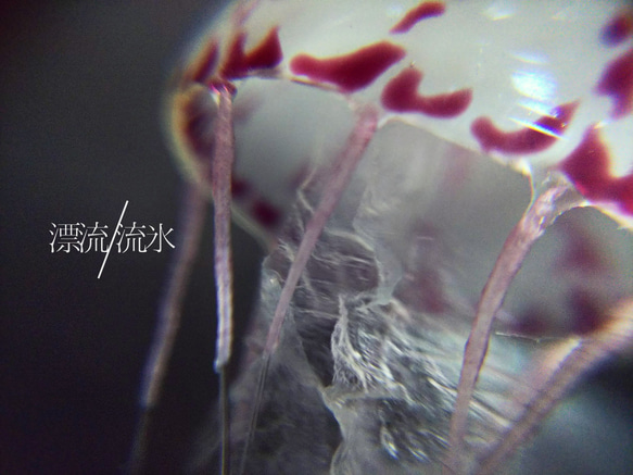 Fake Jellyfish パープルストライプドジェリー 9枚目の画像