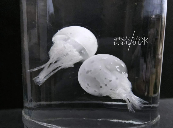 Fake Jellyfish タコクラゲ 1枚目の画像