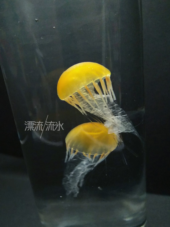 Fake Jellyfish パシフィックシーネットル 2枚目の画像