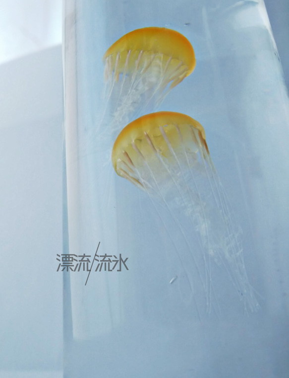 Fake Jellyfish パシフィックシーネットル 4枚目の画像