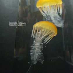 Fake Jellyfish パシフィックシーネットル 6枚目の画像