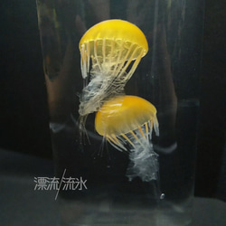 Fake Jellyfish パシフィックシーネットル 7枚目の画像