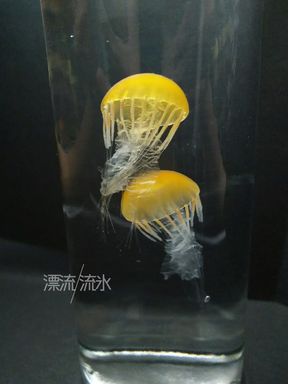 Fake Jellyfish パシフィックシーネットル 7枚目の画像