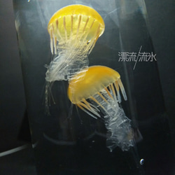 Fake Jellyfish パシフィックシーネットル 8枚目の画像