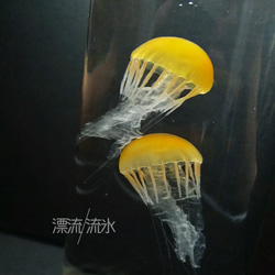 Fake Jellyfish パシフィックシーネットル 9枚目の画像