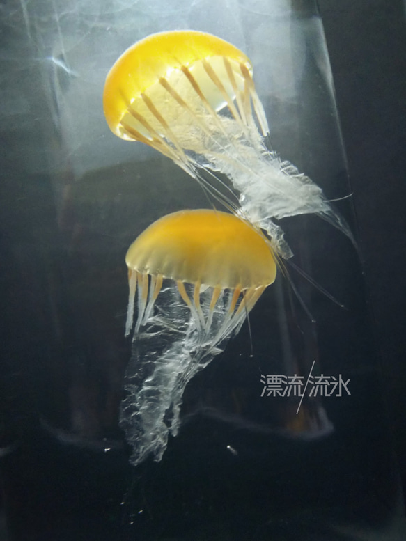 Fake Jellyfish パシフィックシーネットル 10枚目の画像