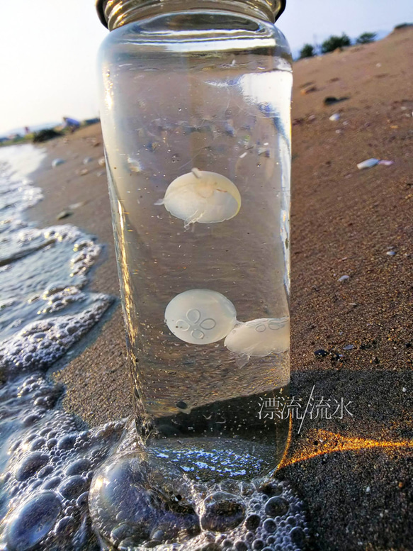 Fake Jellyfish ミズクラゲ 6枚目の画像