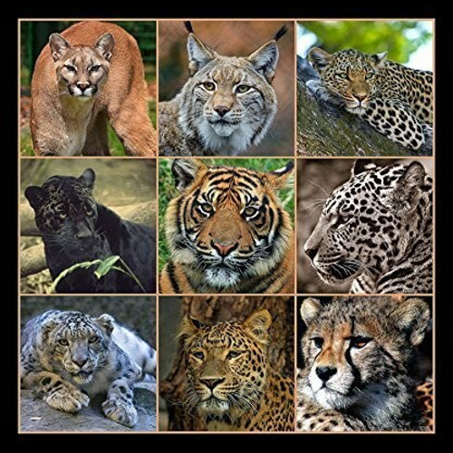 大型猫科動物たちのマウスパッド：フォトパッド（ 世界の野生