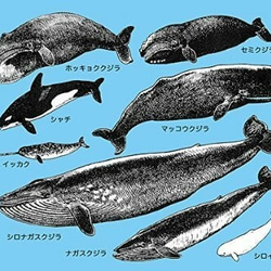 クジラの仲間のマウスパッド：フォトパッド（ 世界の野生動物シリーズ ） (薄青地) 2枚目の画像