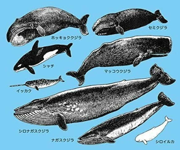 クジラの仲間のマウスパッド：フォトパッド（ 世界の野生動物シリーズ ） (薄青地) 2枚目の画像