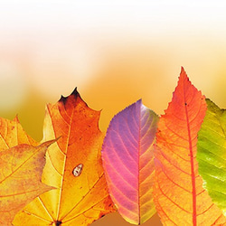 秋の落ち葉のマグカップ：フォトマグ（自然の情景シリーズ）（A） 7枚目の画像