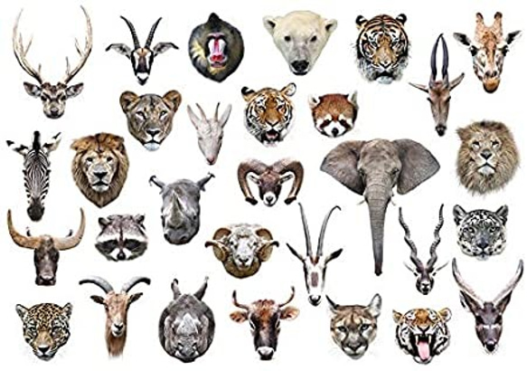 動物の顔のマグカップ：フォトマグ （世界の野生動物シリーズ） 6枚目の画像