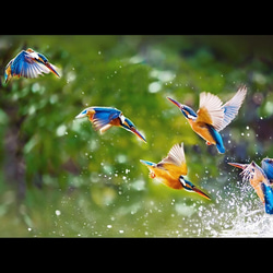 捕食行動を見せるカワセミのマウスパッド：フォトパッド（日本の野鳥シリーズ） 2枚目の画像