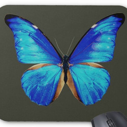 レテノール・モルフォ蝶のマウスパッド：フォトパッド（ 世界の昆虫シリーズ ） 3枚目の画像