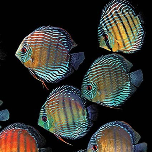 ワイルドディスカスのマウスパッド：フォトパッド（ 世界の熱帯魚 