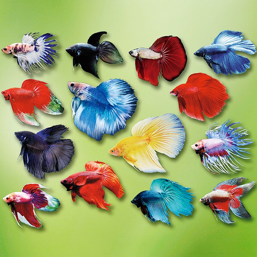 カラフルなベタのマウスパッド (緑地)：フォトパッド（ 世界の熱帯魚