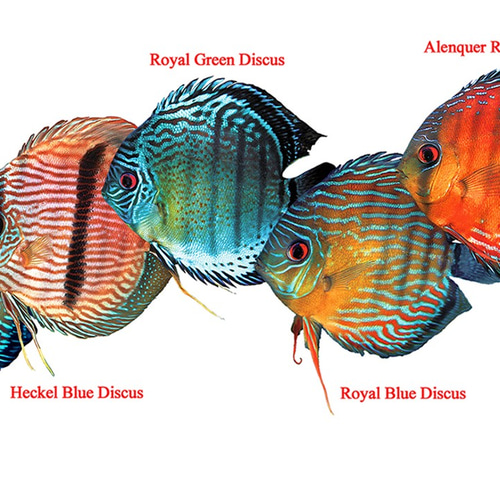 熱帯魚ディスカス2