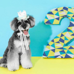 ＜デザインリニューアル！>ふんわりmintチュールの　mini crown 犬用アクセサリー　ペットの記念日に♪ ベビー 5枚目の画像