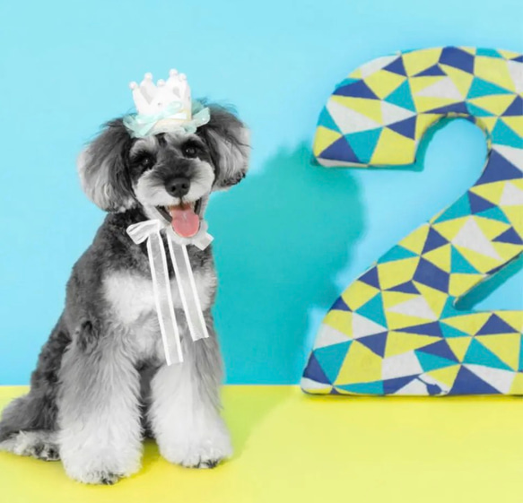 ＜デザインリニューアル！>ふんわりmintチュールの　mini crown 犬用アクセサリー　ペットの記念日に♪ ベビー 5枚目の画像