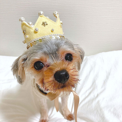 特集掲載商品＞kira kira crown ⭐︎ 大切なペットのお誕生日や記念日 