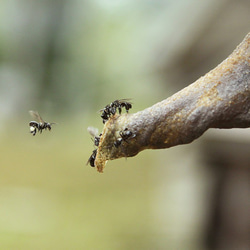 POT HONEY ハリナシバチのハチミツ　百花蜜　100ｇ 5枚目の画像