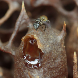 POT HONEY ハリナシバチのハチミツ　百花蜜　100ｇ 6枚目の画像