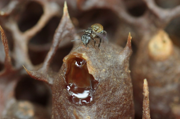 POT HONEY ハリナシバチのハチミツ　百花蜜　100ｇ 6枚目の画像