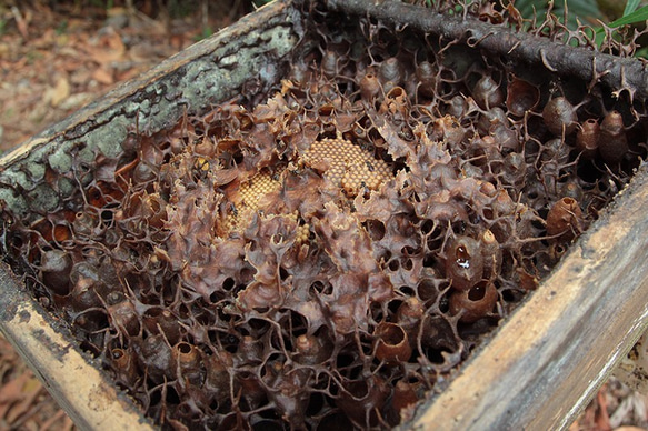 POT HONEY ハリナシバチのハチミツ　百花蜜　100ｇ 7枚目の画像
