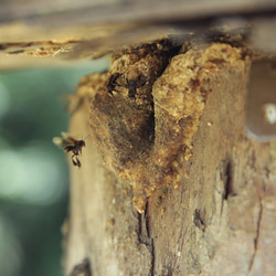POT HONEY ハリナシバチのハチミツ　アカシア/T.binghami　100ｇ 9枚目の画像