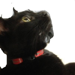 /送料無料/　セーフティーバックルの猫用首輪　全５色の牛革のキャットカラーは海外人気も　●糸色の変更無料　ac-28 9枚目の画像