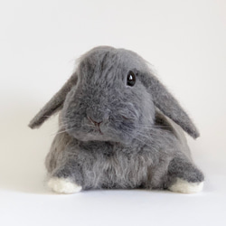 [免費送貨]毛氈兔子霍蘭滴放鬆姿勢｜寵物兔子兔子手工手工製作 第3張的照片