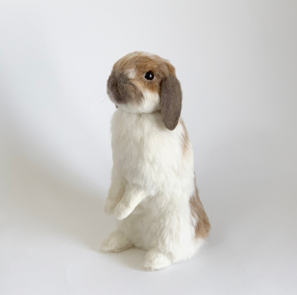[免費送貨]毛氈兔子Horan Drop Utachi ｜寵物兔子兔子羊毛兔子 第1張的照片