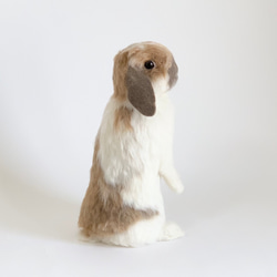 【送料無料】羊毛フェルト　うさぎ　ホーランドロップ　うたっち｜　ペット　ウサギ　ラビット　羊毛うさぎ 3枚目の画像