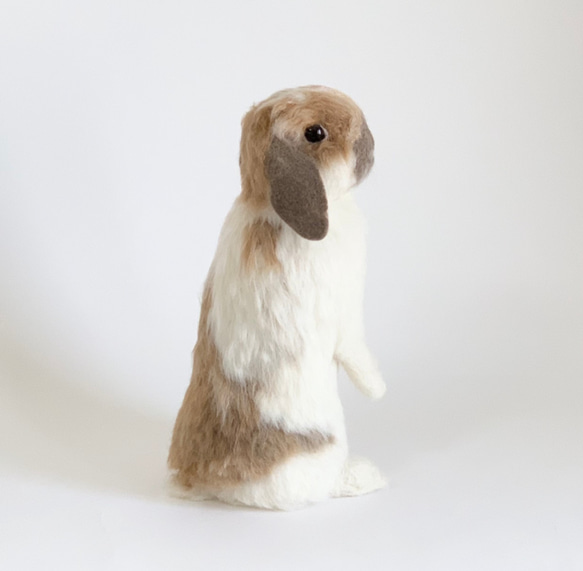 [免費送貨]毛氈兔子Horan Drop Utachi ｜寵物兔子兔子羊毛兔子 第3張的照片