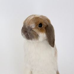[免費送貨]毛氈兔子Horan Drop Utachi ｜寵物兔子兔子羊毛兔子 第5張的照片