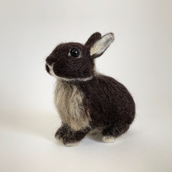微型羊毛氈兔微型黑色水獺|荷蘭矮人迷你尺寸S兔子手騎 第2張的照片